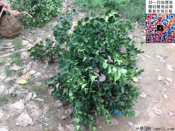 大叶黄杨