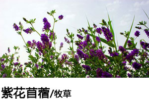 紫花苜蓿种子