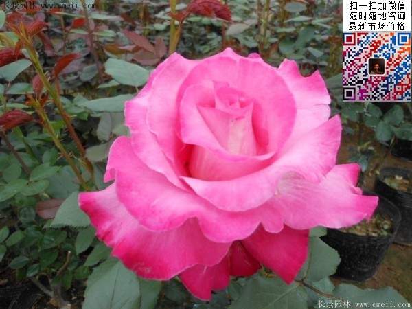 月季花
