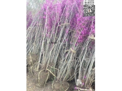 丛生紫荆树价格