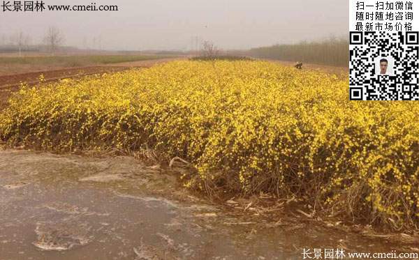 「迎春花」最新迎春花_价格_图片_产地报价表-江苏长