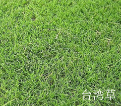 台湾草四季青草坪