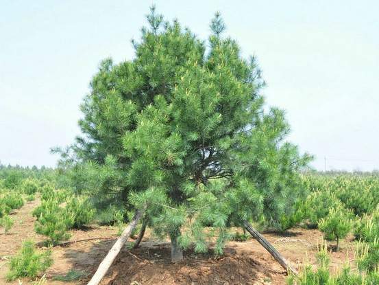 夏季绿化苗木移植高成活率的技巧