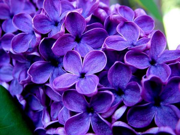 紫丁香花的栽培养护技巧