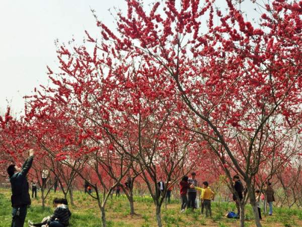 红叶碧桃在园林绿化中的用途