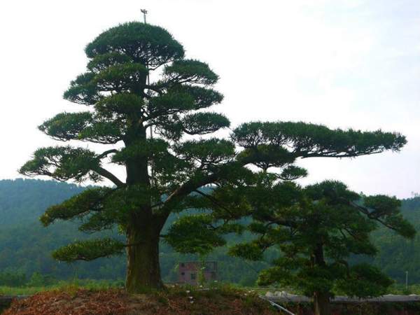 黑松树造型景观欣赏