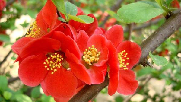 朱红色的贴梗海棠花