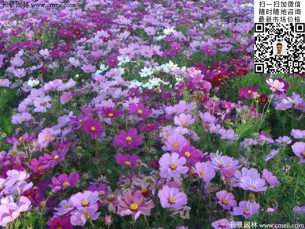 大花波斯菊种子种植几月开花效果图片