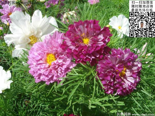 重瓣大花波斯菊种子种植2月开花效果图片
