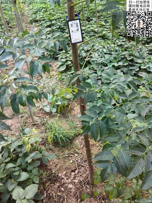 苦楝树小苗种植基地图片