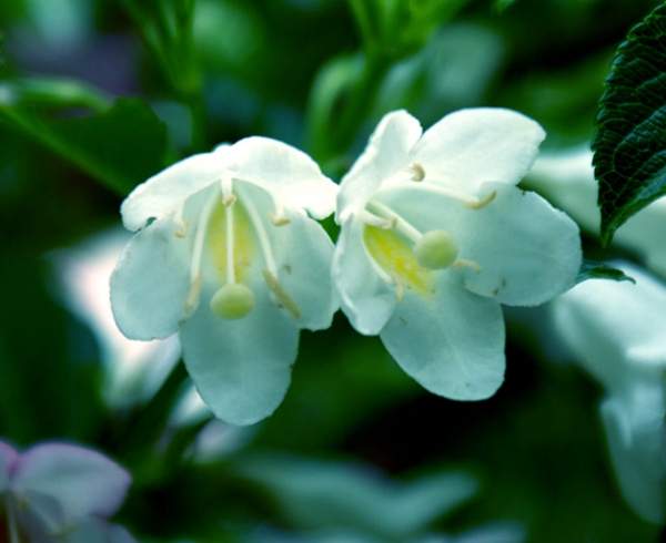 白花锦带花