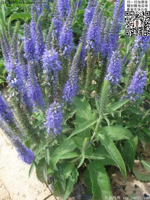 蓝色草本花卉植物花海景观婆婆纳图片