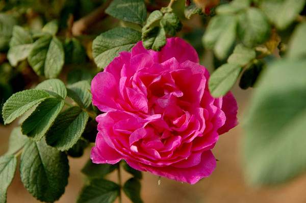 平阴玫瑰--长景园林