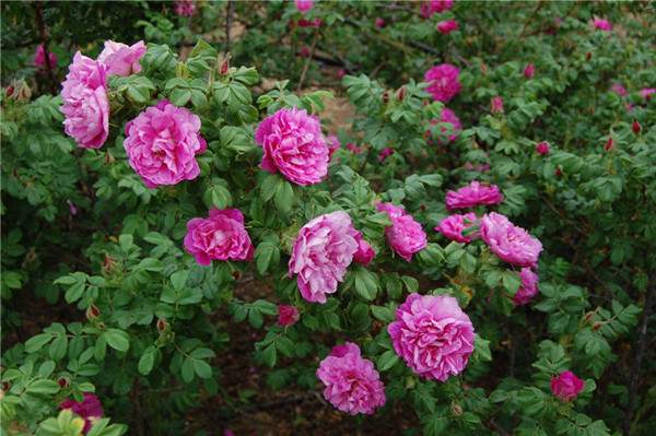 平阴玫瑰--长景园林