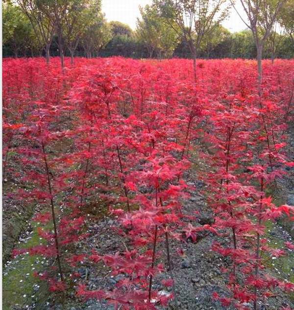 日本红枫--长景园林