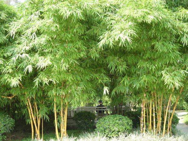 竹子品种