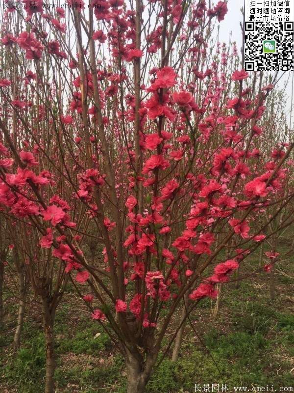 红叶碧桃花