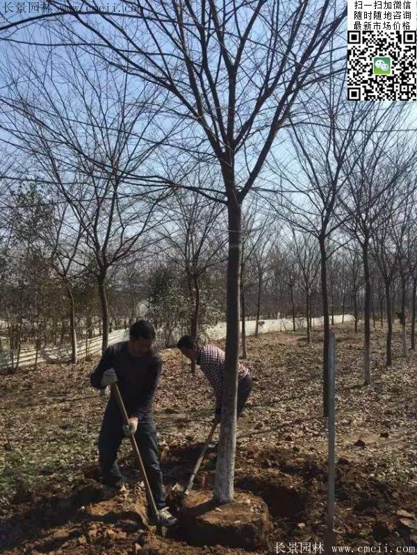 老采购商推荐国内榉树哪里便宜