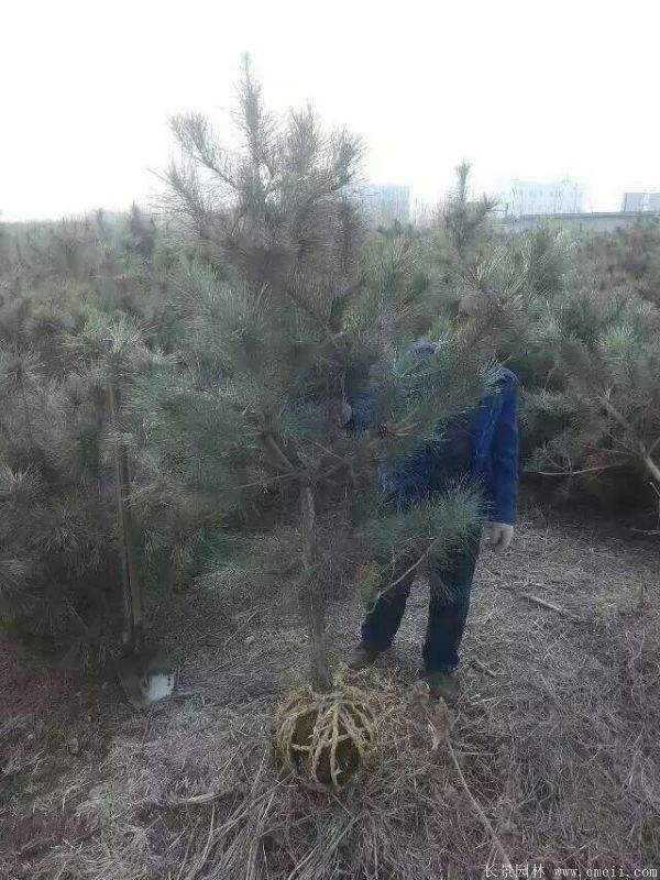 沭阳黑松的优势 沭阳黑松的优势