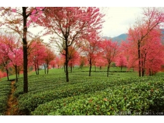 全国樱花树优质产区，日本樱花树价格结束跌价