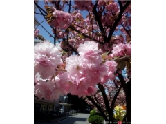 你只听说日本樱花品种有几百个品种，可是能买