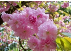 「日本樱花」怎么区分早樱与晚樱？哪个更便宜