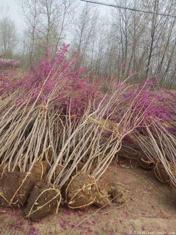 丛生紫荆树图片基地实拍