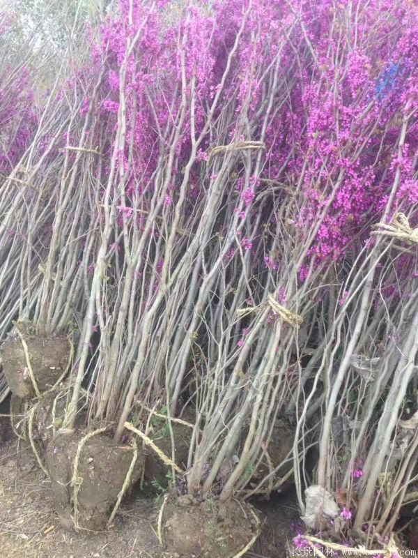 丛生紫荆树图片基地实拍