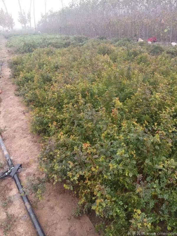 红刺梅种子发芽出苗图片
