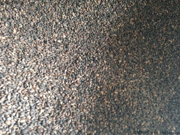 黑松种子图片