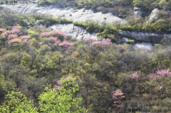 紫荆树图片