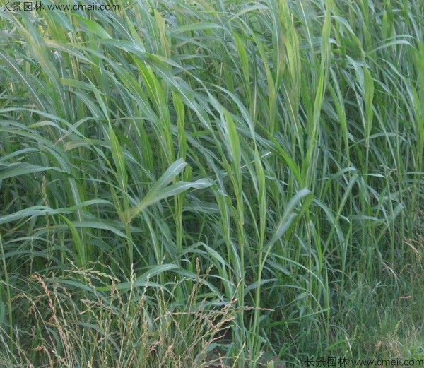苏丹草种子发芽出苗图片