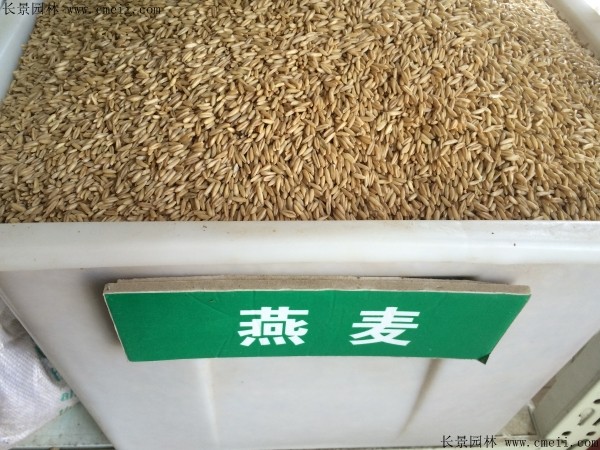 燕麦种子图片
