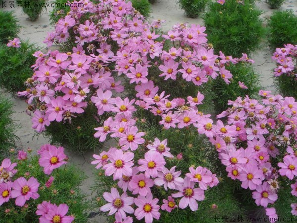 波斯菊种子发芽出苗开花图片