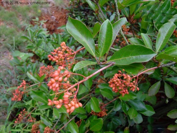 红果冬青种子图片