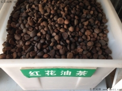 红花油茶种子