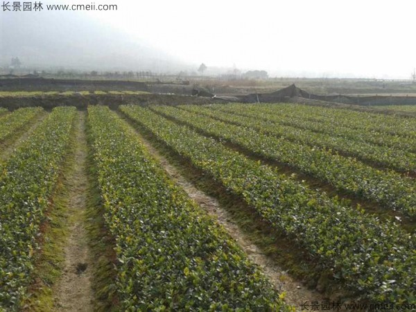 红花油茶种子发芽出苗图片