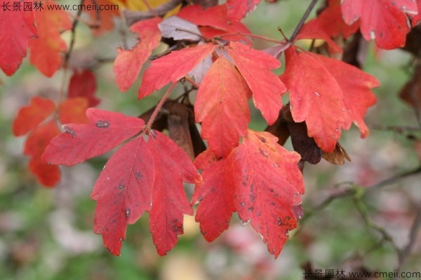 血皮槭树叶图片