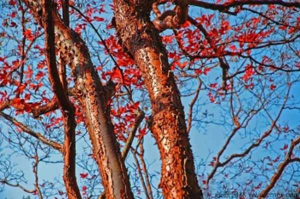 血皮槭树干树皮图片