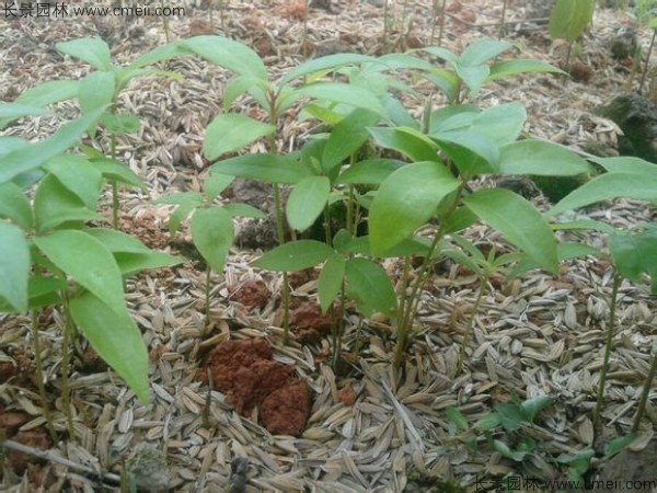 金丝楠木种子发芽出苗图片