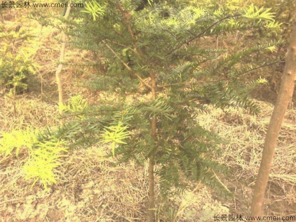 油杉树种子发芽出苗图片