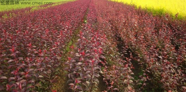 紫叶稠李种子发芽出苗图片