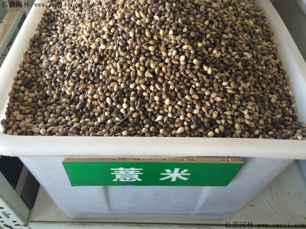 黑龙江哪里有卖薏米种子的