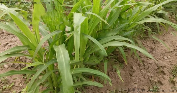 薏米种植密度每亩用种多少斤