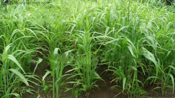 薏米种子发芽出苗图片