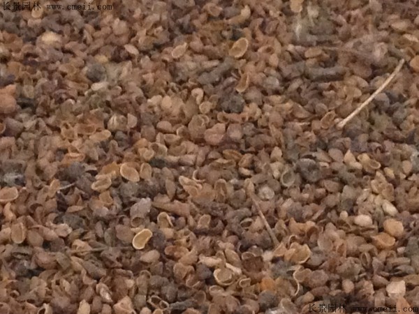 山丁子种子图片