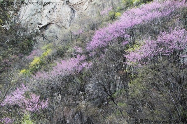 巨紫荆种子发芽出苗开花图片