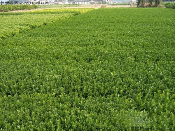 橄榄种子发芽出苗图片