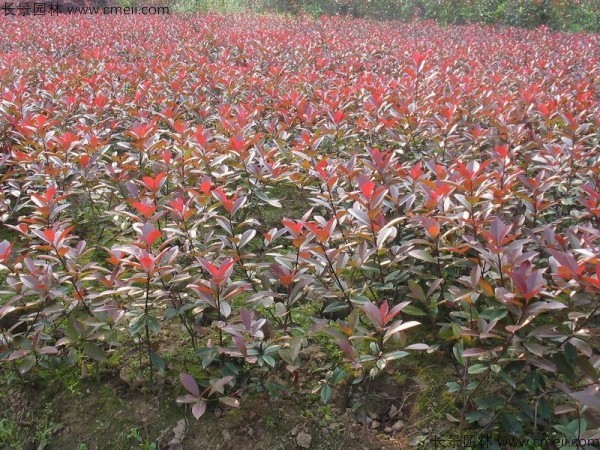 红叶石楠种子发芽出苗图片