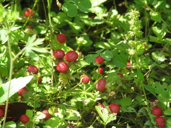 蛇莓种子发芽出苗结果图片